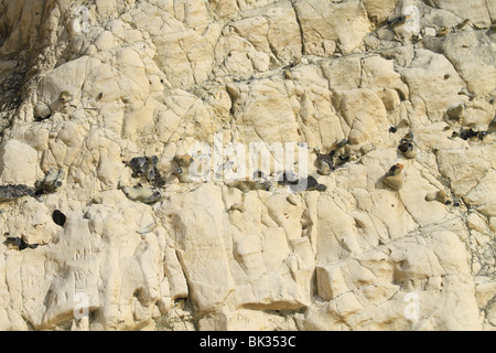 Reihen von Feuersteine eingebettet in Kreidefelsen an der Südküste von England. Stockfoto