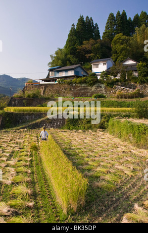 Man Ernte Reis maschinell in kleinen terrassierten Reisfelder in der Nähe von Oita, Kyushu, Japan Stockfoto