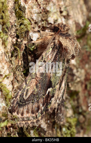 Grün-gestromt Crescent (Allophyes Oxyacanthae) Erwachsenen Falter ruht auf der Rinde einer Eiche. Powys, Wales. Stockfoto