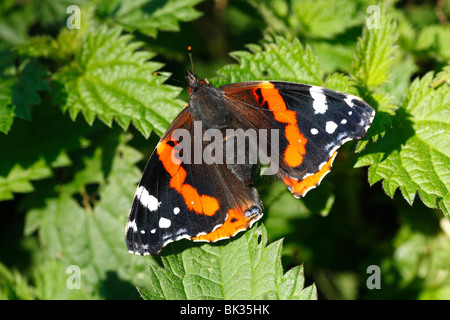 Butterfly Red Admiral (Vanessa Atalanta) sonnen sich auf Brennessel Blätter. Powys, Wales. Stockfoto