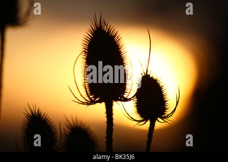 Seedheads des gemeinsamen Karde (Dipsacus Fullonum) bei Dawn Ona nebligen Morgen. Powys, Wales. Stockfoto