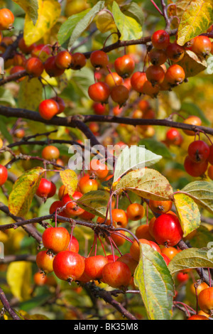 Reife Früchte von einem Holzapfel (Malus sp.) 'John Downie'. Powys, Wales. Stockfoto