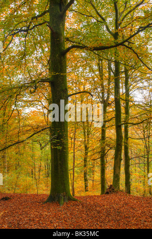 Beech woodland in Autumn. Allt Goch, Llanidloes, Powys, Wales. Stockfoto