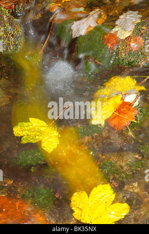 Gefallene Herbstlaub der Bergahorn (Acer Pseudoplatanus) hinunter einen Waldbach. Powys, Wales. Stockfoto