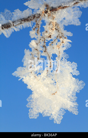 Eiskristalle gebildet nach einigen Tagen der Raureif auf Nessel Stielen. Powys, Wales. Stockfoto