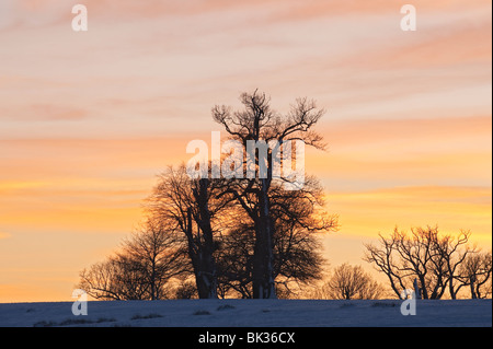 Buche bei Sonnenuntergang, Kent, UK Stockfoto