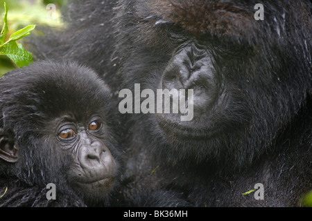 Berggorillas von Susa Gruppe auf Vulkan Karisimbi, Virunga-Nationalpark, Ruanda. Erste Untersuchung über Affen hat Diane Fossey Stockfoto