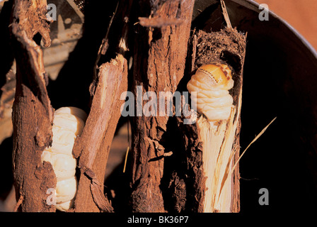 Witchetty Grub Witchetty-Maden sind kleine weiße Larven von Geist-Motte ist in Australien heimisch sind sie Stämme gehauenen & Stockfoto