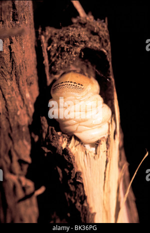 Witchetty Grub Witchetty-Maden sind kleine weiße Larven von Geist-Motte ist in Australien heimisch sind sie Stämme gehauenen & Stockfoto