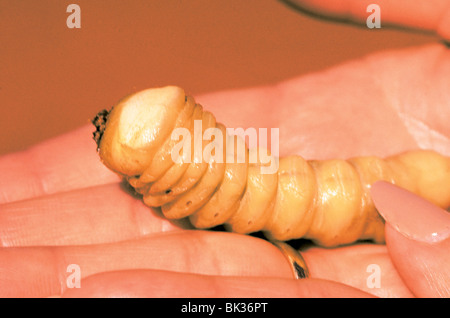 Witchetty Grub - Witchetty Grubs sind kleine weiße Larven von Geistermotten, die in Australien beheimatet sind und aus Stämmen und Wurzeln von Gummibäumen gegraben werden Stockfoto