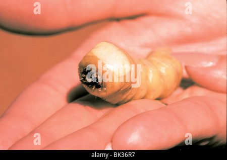 Witchetty Grub Witchetty-Maden sind kleine weiße Larven von Geist-Motte ist in Australien heimisch Stockfoto