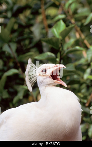 Weißer Pfau (Farbe Vielzahl von einem indischen blaue Pfau) "Krähen" oder klingt eine Warnung im Zoo in Cairns, Australien. Stockfoto