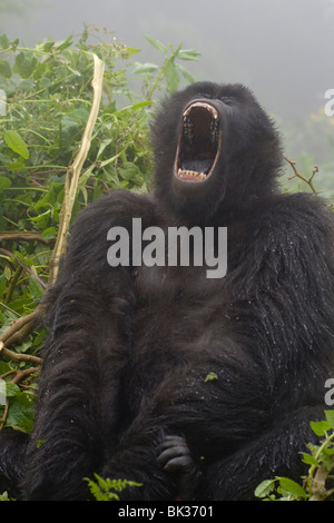 Berggorilla aus Susa Gruppe auf Vulkan Karisimbi, Virunga-Nationalpark, Ruanda. Erste Untersuchung über Affen hat Diane Fossey Stockfoto