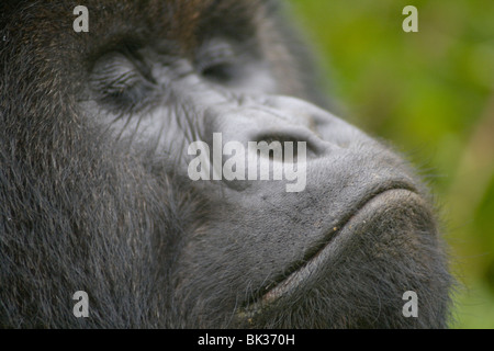 Berggorilla aus Susa Gruppe auf Vulkan Karisimbi, Virunga-Nationalpark, Ruanda. Erste Untersuchung über Affen hat Diane Fossey Stockfoto