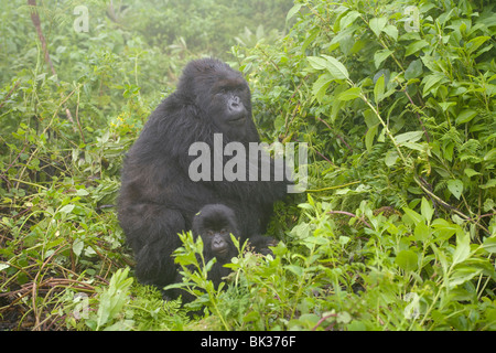 Berggorillas von Susa Gruppe auf Vulkan Karisimbi, Virunga-Nationalpark, Ruanda. Erste Untersuchung über Affen hat Diane Fossey Stockfoto