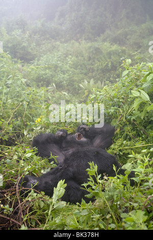 Berggorillas von Susa Gruppe auf Vulkan Karisimbi, Virunga-Nationalpark, Ruanda. Erste Untersuchung über Affen hat Diane Fossey Stockfoto