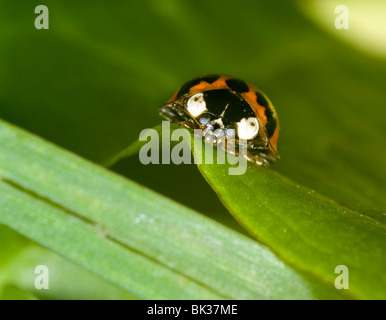 Nahaufnahme von der Harlekin-Marienkäfer, Harmonia axyridis Stockfoto