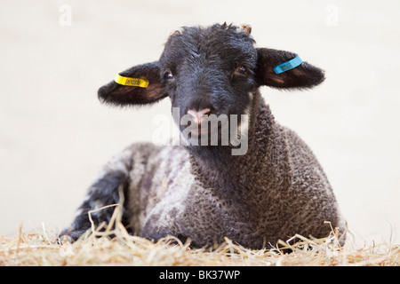 Ein Norfolk Horn Lamm (auch bekannt als Blackface Norfolk gehörnten, gehörnten Norfolk, alte Norfolk oder alte Norfolk gehörnten) Stockfoto