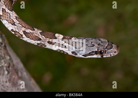 Texas Rattenschlange, bieten Obsoleta Lindheimeri, ursprünglich aus Texas, Louisiana, Arkansas und Oklahoma Stockfoto