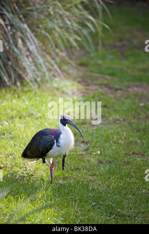 Stroh Necked Ibis in der Voliere in Leeds Castle, Maidstone, Kent, England, Vereinigtes Königreich, Europa Stockfoto