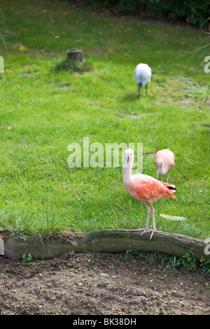 Scarlet Ibis in der Voliere in Leeds Castle, Maidstone, Kent, England, Vereinigtes Königreich, Europa Stockfoto