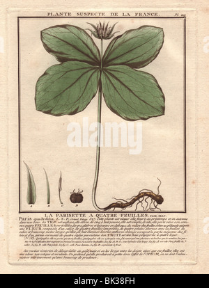 Paris Quadrifolia Einbeere, True-Lover es Knot La Parisette À Quatre feuilles Stockfoto