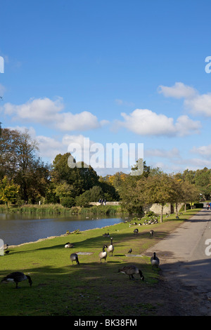 Parks und Gärten in Leeds Castle, Maidstone, Kent, England, Vereinigtes Königreich, Europa Stockfoto