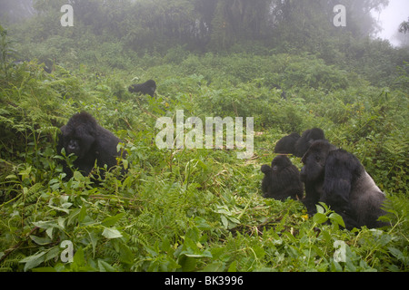 Berggorillas von Susa Gruppe auf Vulkan Karisimbi, Virunga-Nationalpark, Ruanda. Erste Untersuchung über Affen hat Diane Fossey Stockfoto