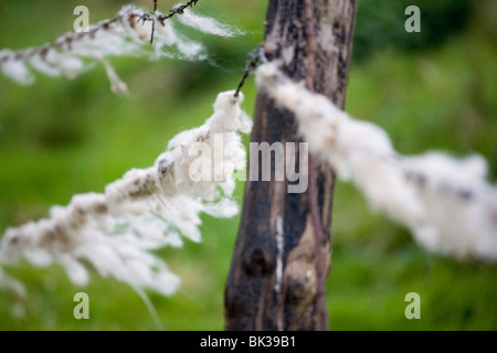Schafwolle gefangen auf einem Zaun Stockfoto