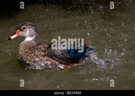 Nordamerikanischen Wood Duck - Carolina Ente - in Eclipse Gefieder Stockfoto