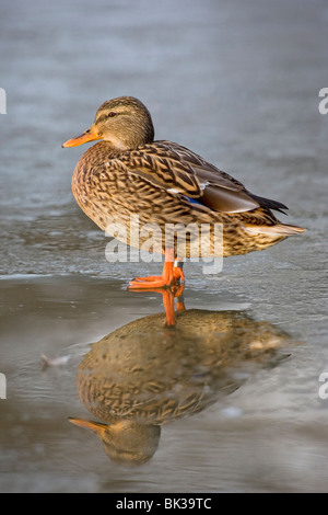 Weibliche Stockente Ente stehend auf dem Eis im winter Stockfoto