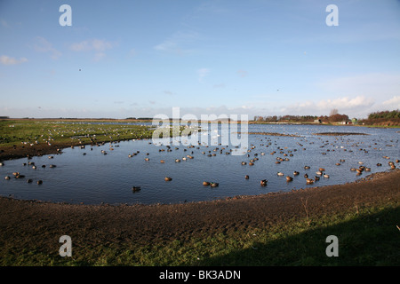 Martin Mere, Feuchtgebiet Naturschutzgebiet verwaltet durch das Federwild und Feuchtgebiete Vertrauen, Burscough, Lancashire, England Stockfoto