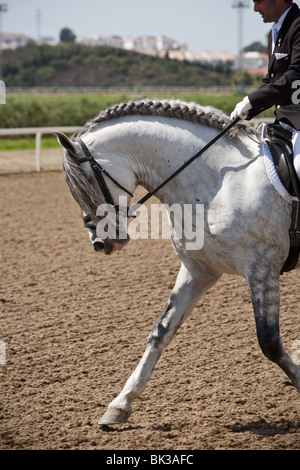 Reine spanische Rasse Pferd Stockfoto