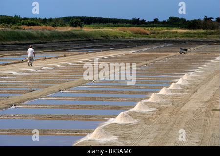 Sammeln von Salz in Salinen, Ars-En-Re, Ile de Ré, Charente Maritime, Frankreich, Europa Stockfoto