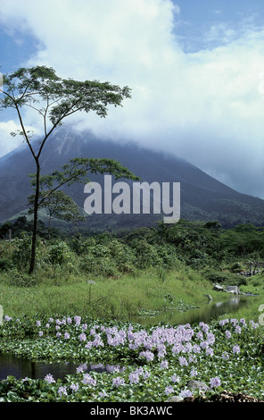 Volcan Arenal, Wildblumen und Bäumen, Costa Rica Stockfoto