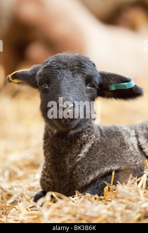 Ein Norfolk Horn Lamm (auch bekannt als Blackface Norfolk gehörnten, gehörnten Norfolk, alte Norfolk oder alte Norfolk gehörnten) Stockfoto