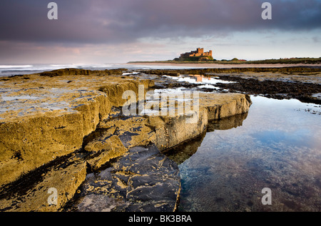 Bamburgh Castle gebadet im Abendlicht mit Vordergrund Barnacle besetzte Felsen, Bamburgh, Northumberland, England Stockfoto