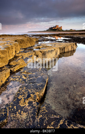 Bamburgh Castle gebadet im Abendlicht mit Vordergrund Barnacle besetzte Felsen, Bamburgh, Northumberland, England Stockfoto