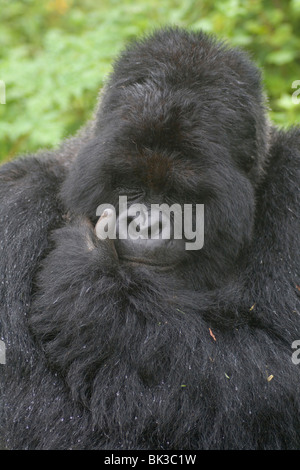 Berggorilla aus Susa Gruppe auf Vulkan Karisimbi, Virunga-Nationalpark, Ruanda. Erste Untersuchung über Affen hat Diane Fossey Stockfoto