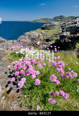 Rosa Meer Sparsamkeit Blumen wachsen auf auf felsigen Küste, Ardnamurchan, Schottland Stockfoto