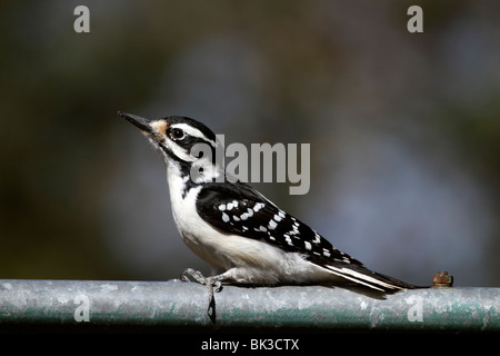 weibliche Dunenspecht, Picoides Pubescens, thront auf einer Schiene Stockfoto