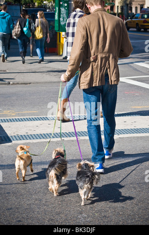 Mann geht drei kleine Hunde in New York City Stockfoto
