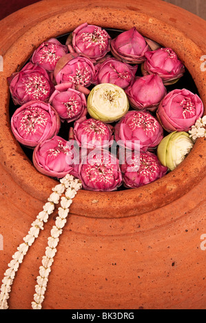 Lotusblüten in Terrakotta-Topf bei Siam Niramit; Bangkok, Thailand. Stockfoto