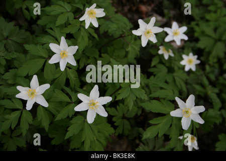 Ein Teppich von Holz Anemonen Anemone Nemorosa Taken an Dibbinsdale LNR, Wirral, UK Stockfoto