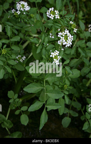 Brunnenkresse Kapuzinerkresse Officinale Taken bei Malham, North Yorkshire, UK Stockfoto