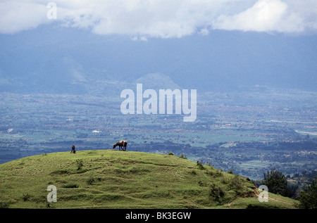 Eine Ziege und ein Wasserbüffel grasen auf einem Hügel, Tal von Kathmandu, Nepal Stockfoto