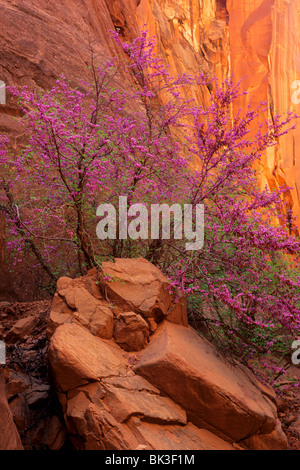Rote Knospe Baum blüht in niedriger Wasserlöcher Schlucht oberhalb Zusammenfluss mit Glen Canyon unterhalb Glen-Schlucht-Verdammung, Arizona. Stockfoto