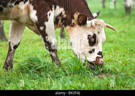 Normande Rasse Kuh grasen in ein Feld in Frankreich Stockfoto