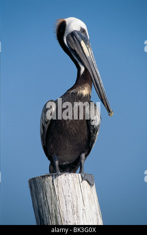 Ein brauner Pelikan (Pelecanus occidentalis), der auf einem Holzpfosten in der US-amerikanischen Bundesstaat Florida thront Stockfoto