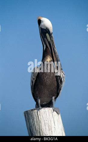 Ein brauner Pelikan (Pelecanus occidentalis), der auf einem Holzpfosten in der US-amerikanischen Bundesstaat Florida thront Stockfoto